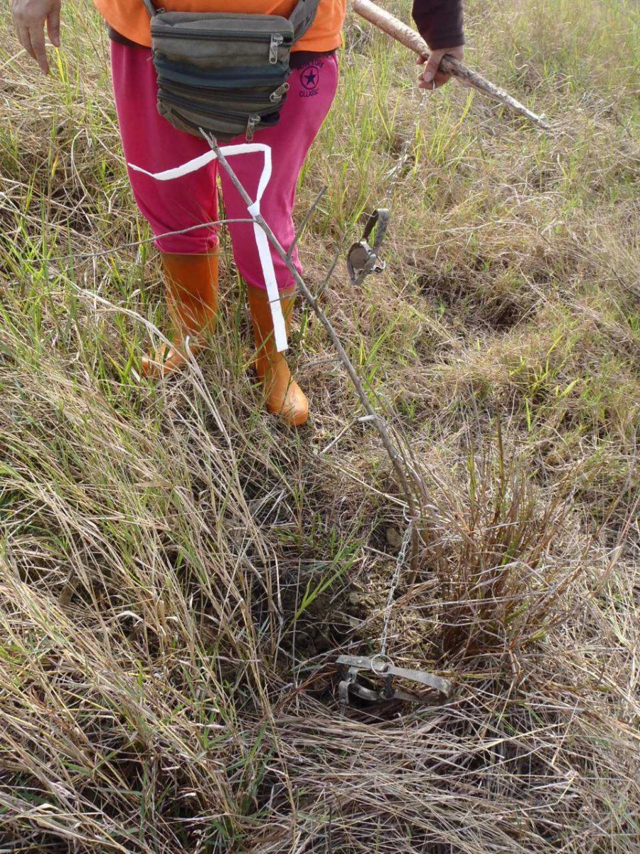 岡山滯洪池起獲大量捕獸鋏 動保處追追追