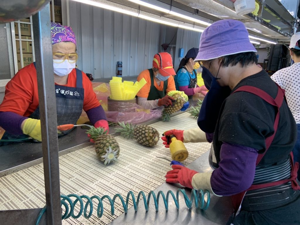 鳳梨產期至 產銷措施紓解壓力