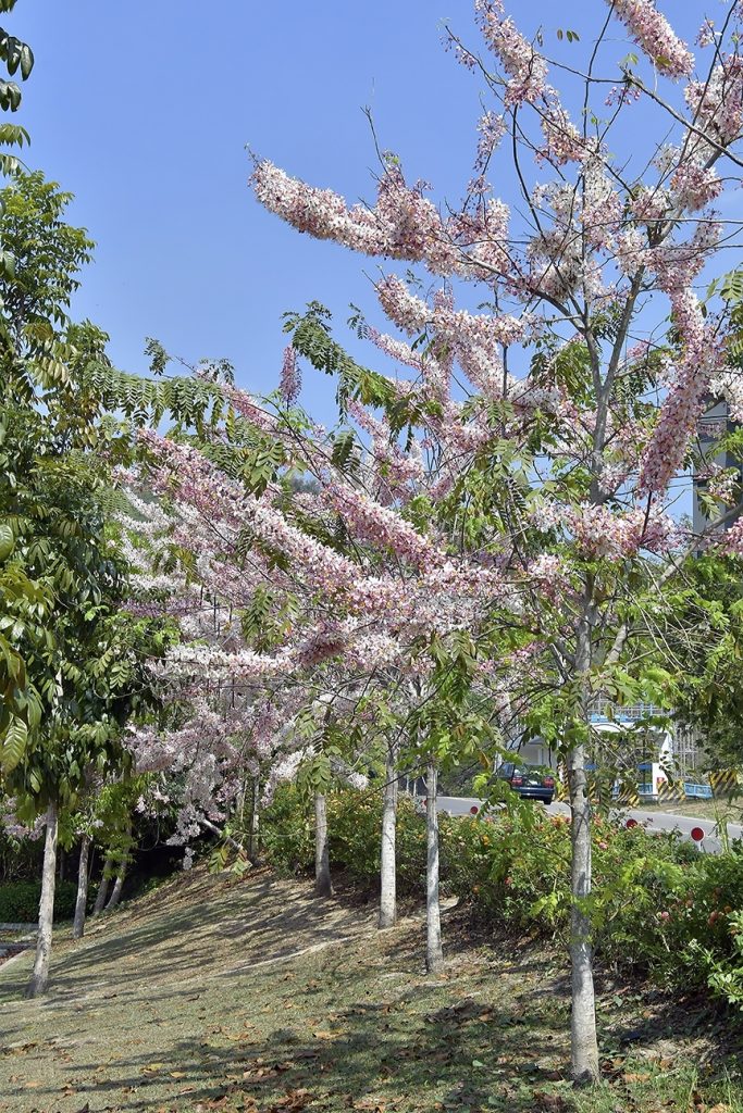 台灣也有浪漫櫻花雨！ 現正盛放別錯過