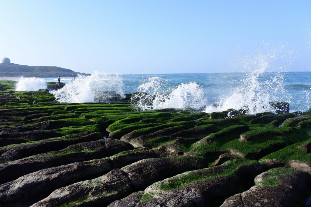 花現美景 福容浪漫賞花旅