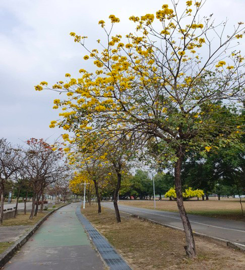 小編帶路－黃澄澄風鈴木 高雄給你驚豔滿滿的花花世界