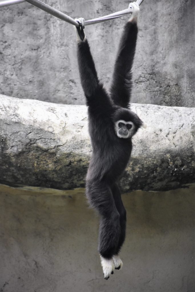 兒童連假動物園免費遊 挑戰闖關遊戲拿好禮