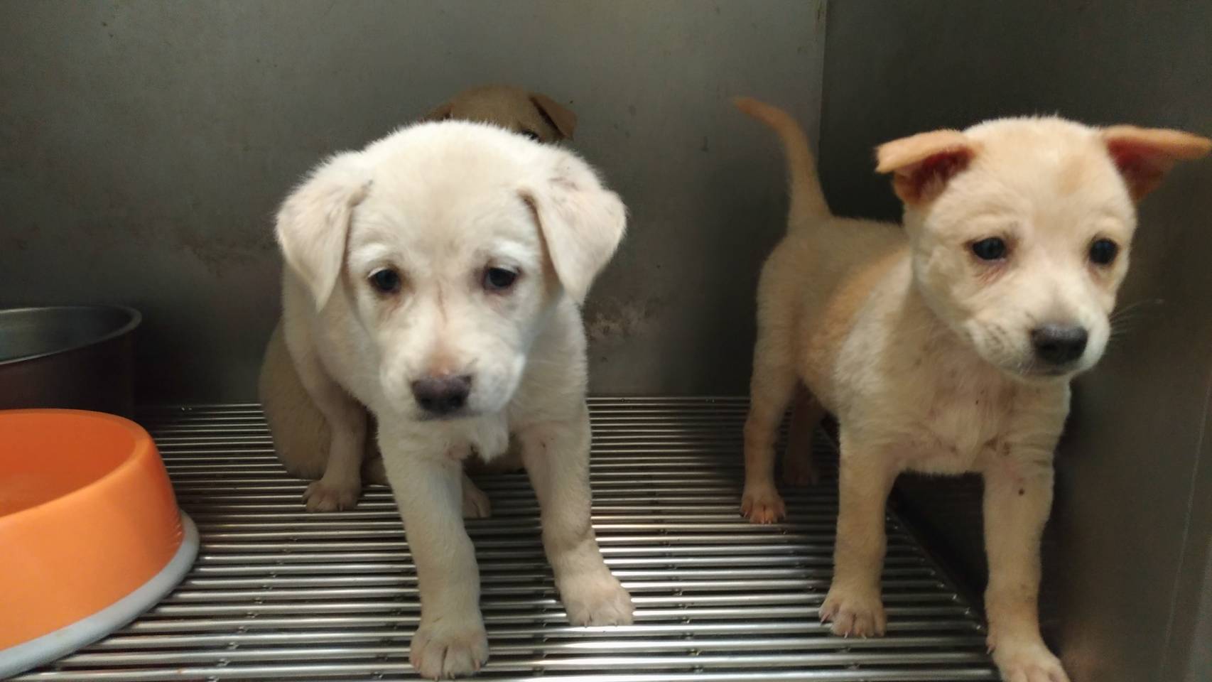 動保處防疫提案 飼主好安心