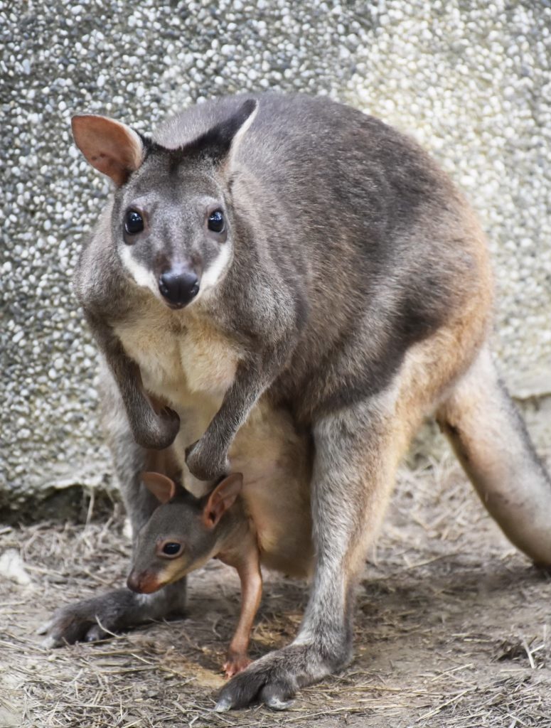 兒童連假動物園免費遊 挑戰闖關遊戲拿好禮