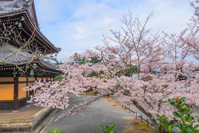 線上賞櫻！日本賞櫻名所五選