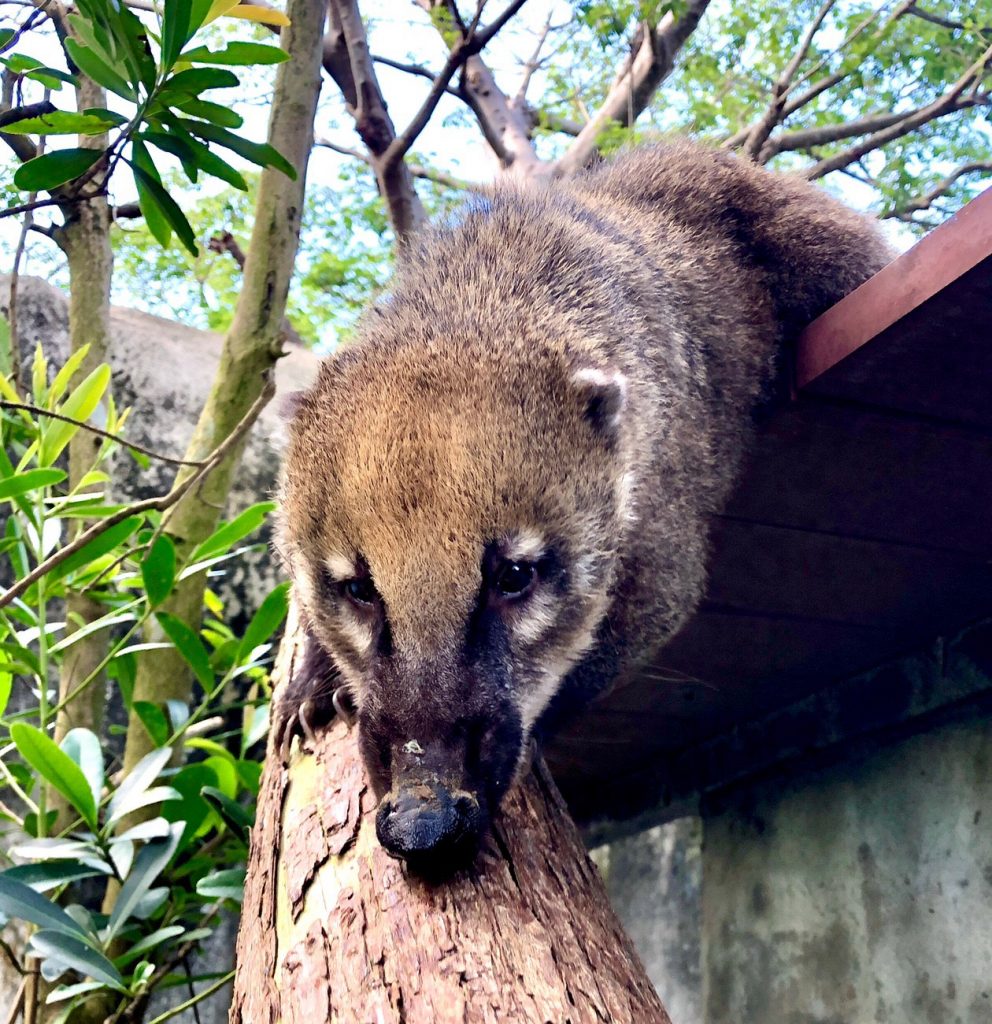 壽山動物園迎新活動 超萌成員首次亮相！