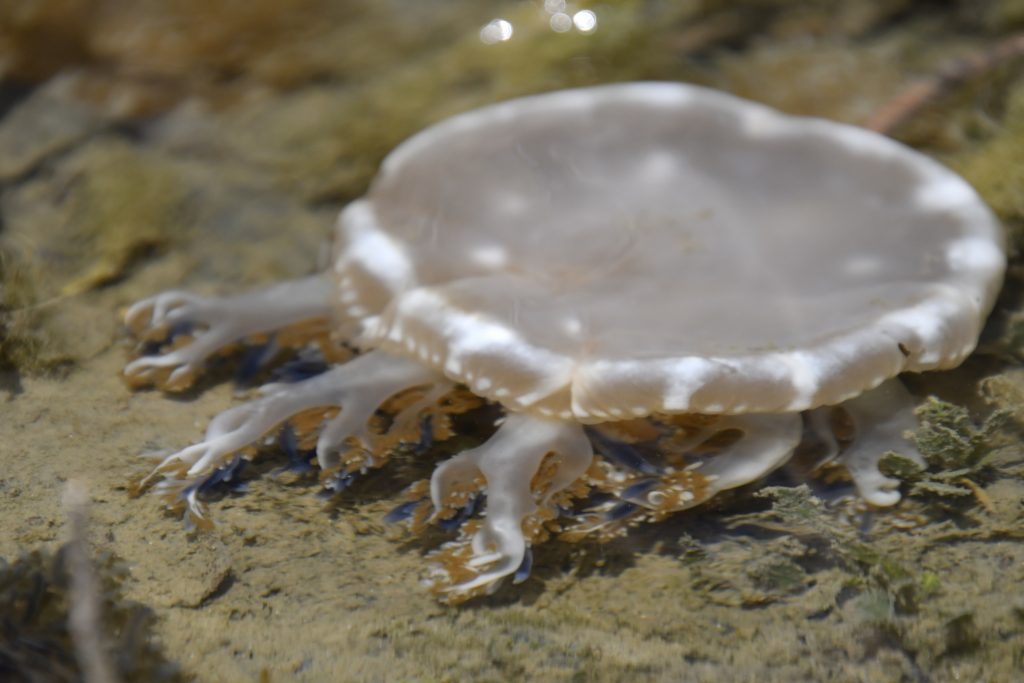 林園海洋濕地公園稀有色倒立水母現蹤 週末就去收集限定繽紛色