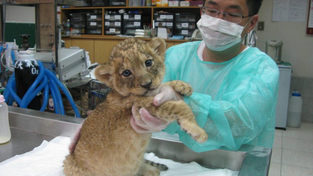 壽山萬獸之王病逝 動物明星小巴不敵宿疾