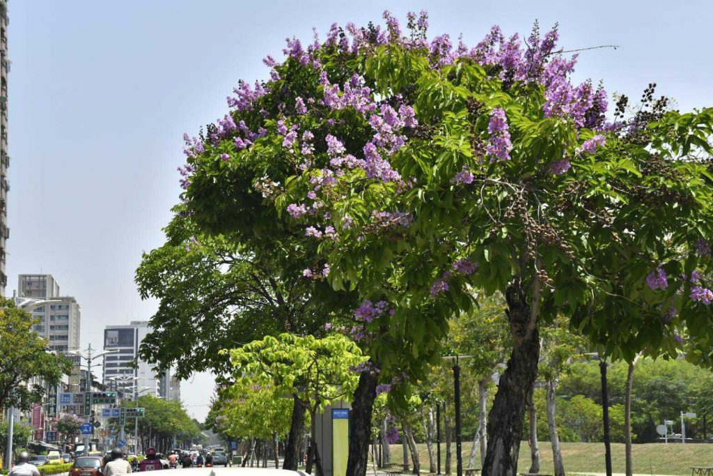 港都夏日風物詩！ 「紫」想浪漫賞花