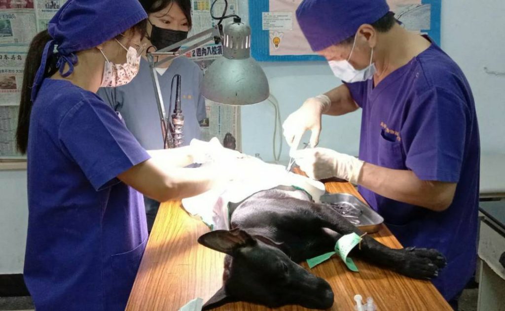 疫情微解封 高市動保處恢復犬貓絕育3合1活動