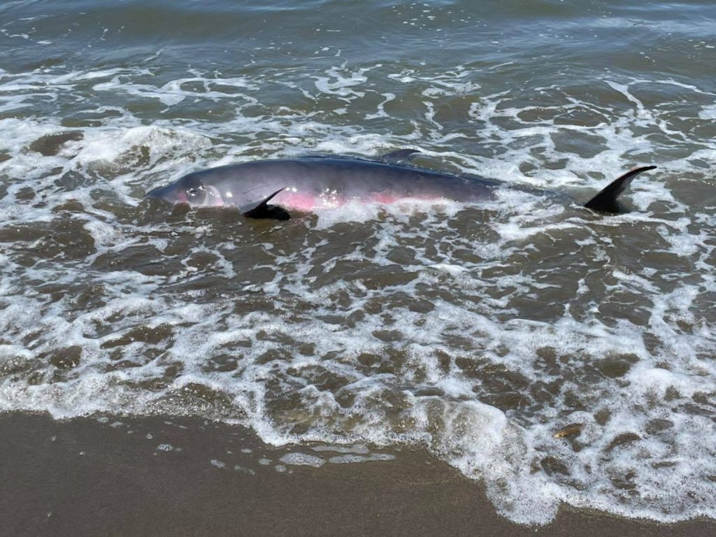 海洋悲歌 海保署公布第2季鯨豚及海龜擱淺報告