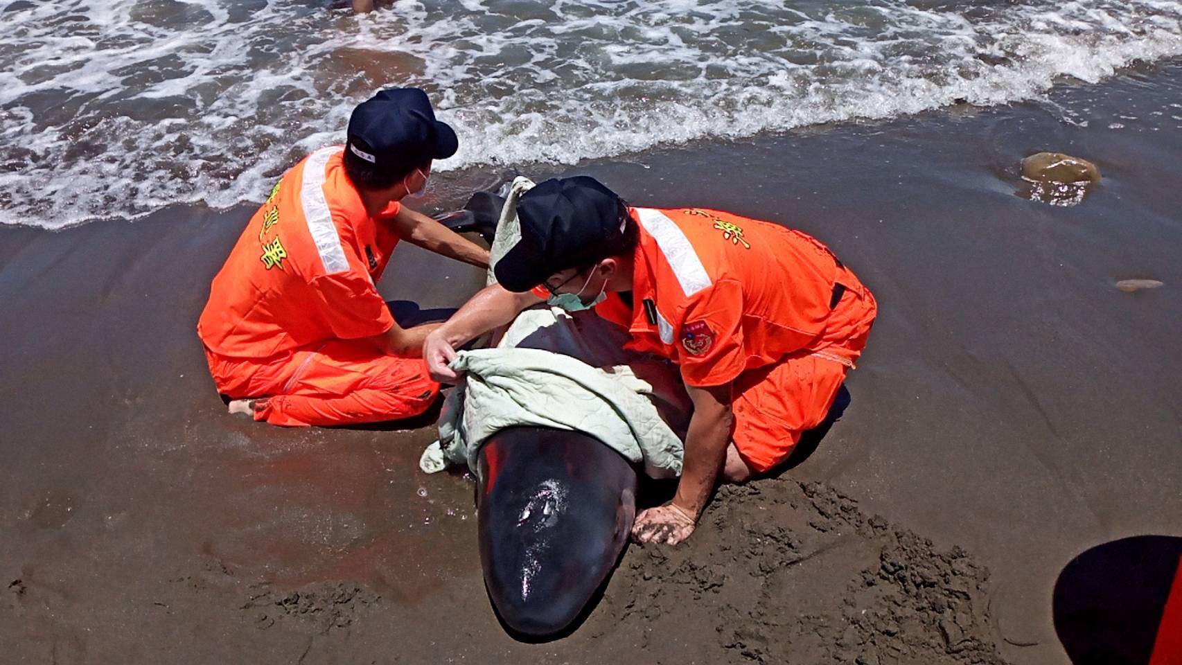 海洋悲歌 海保署公布第2季鯨豚及海龜擱淺報告