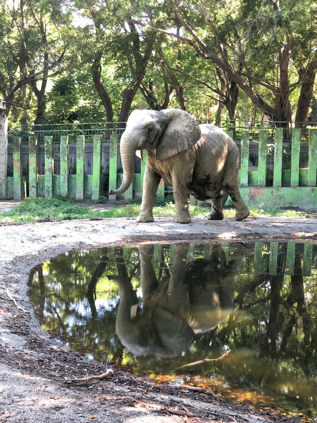 新動物園運動加緊進行 明年9月前完成