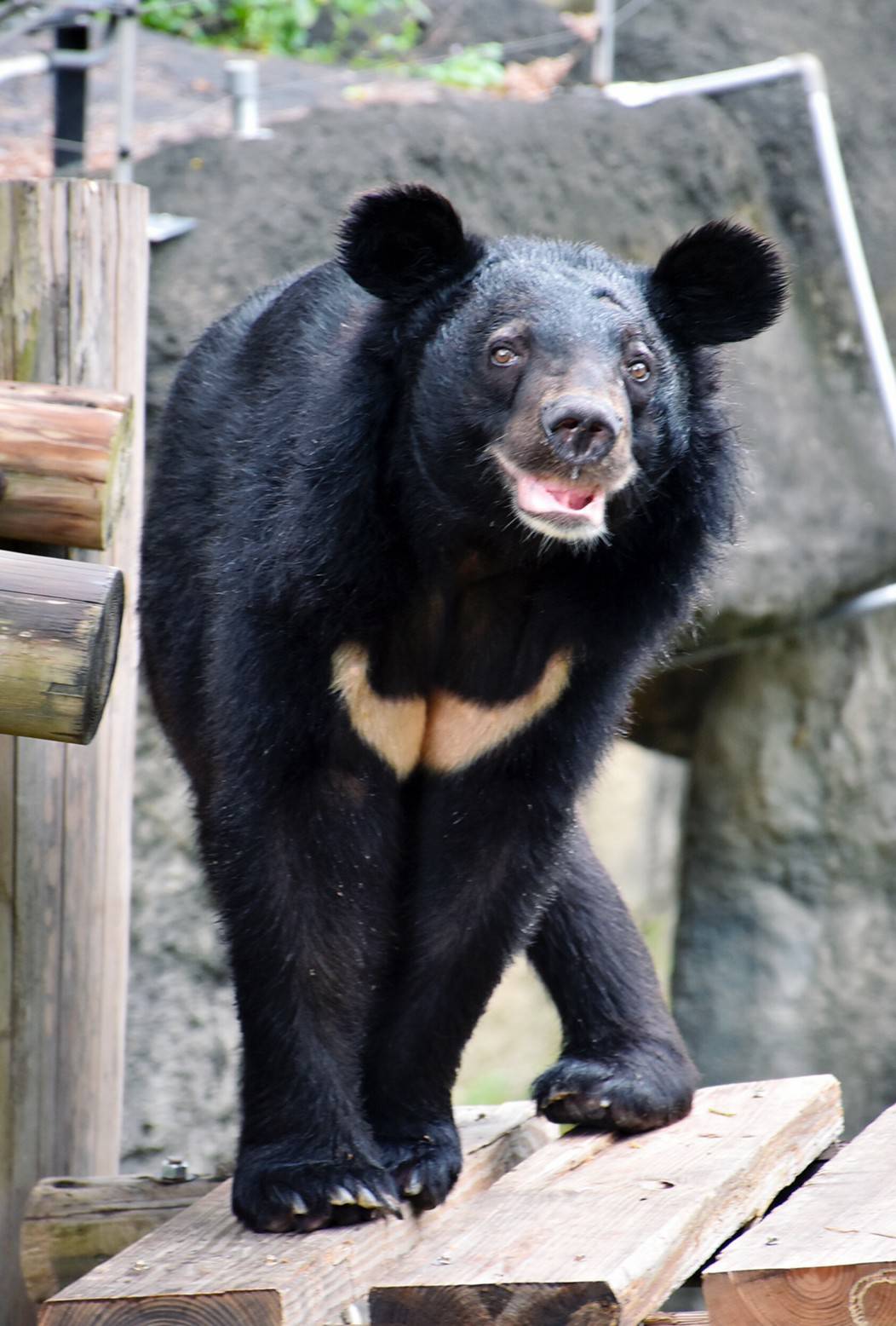 新動物園運動加緊進行 明年9月前完成