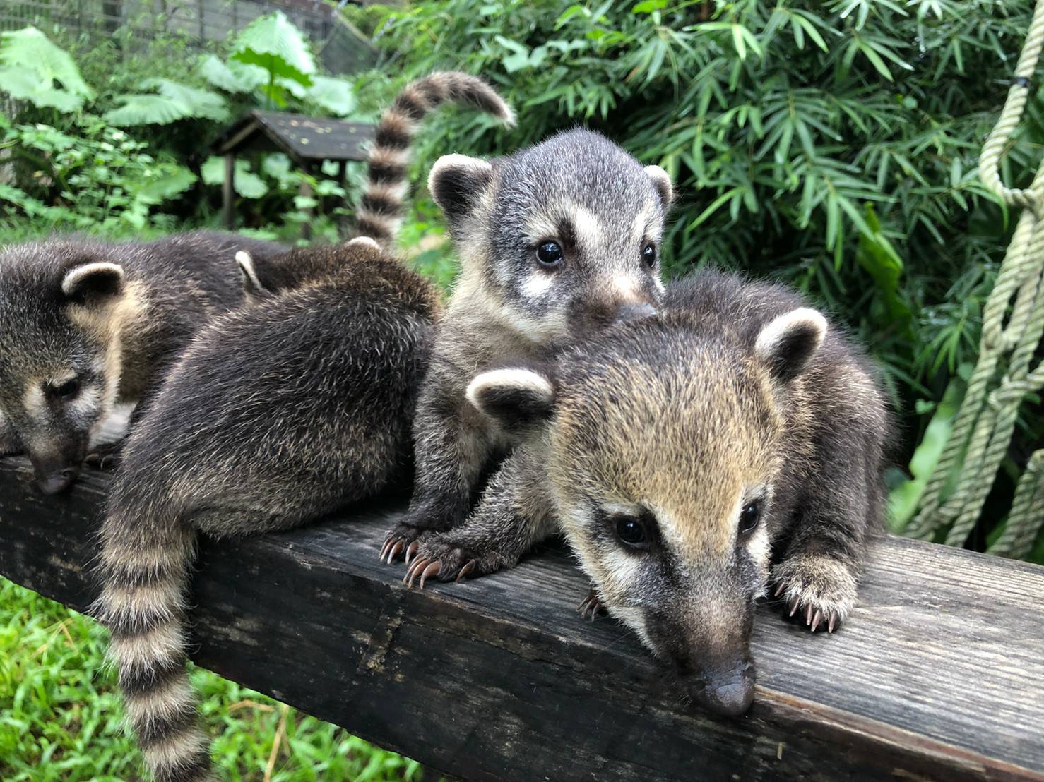 新動物園運動加緊進行 明年9月前完成