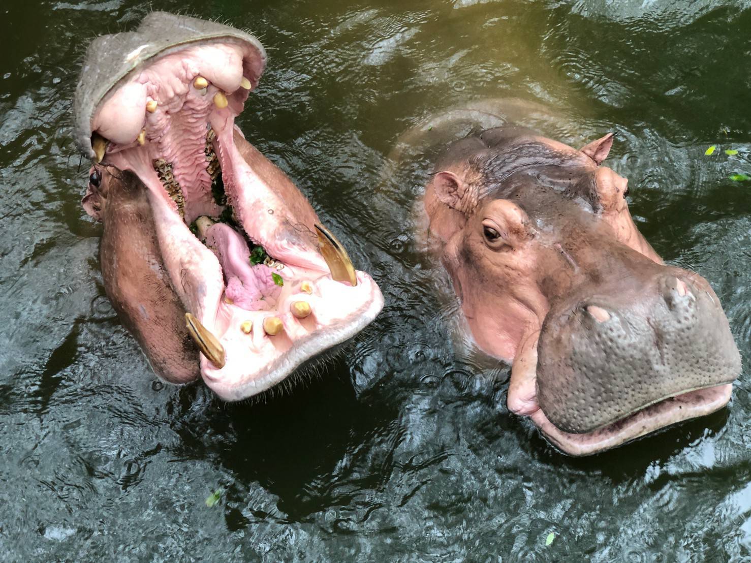 新動物園運動加緊進行 明年9月前完成