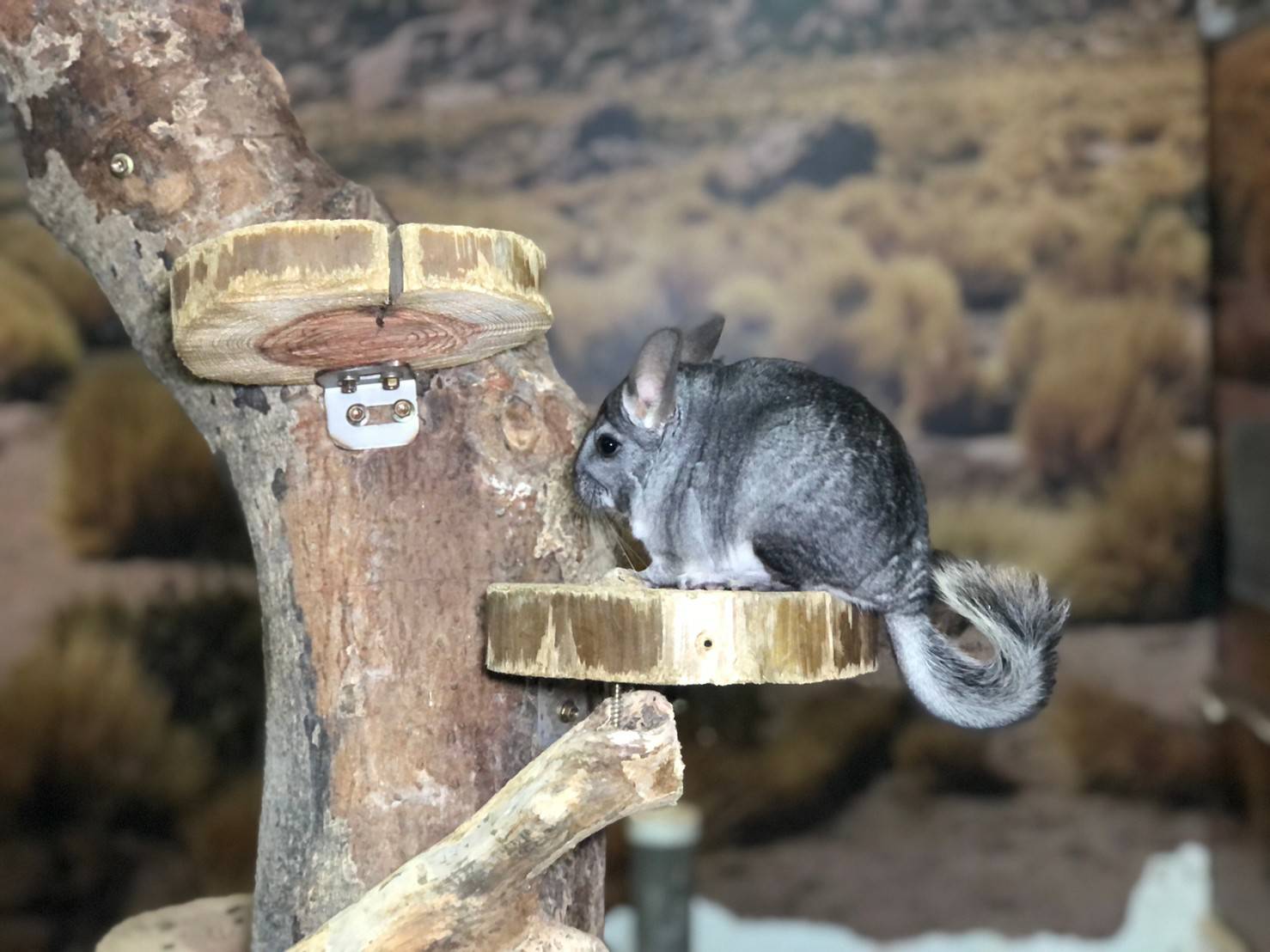 新動物園運動加緊進行 明年9月前完成