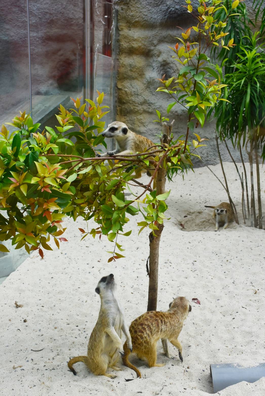 新動物園運動加緊進行 明年9月前完成