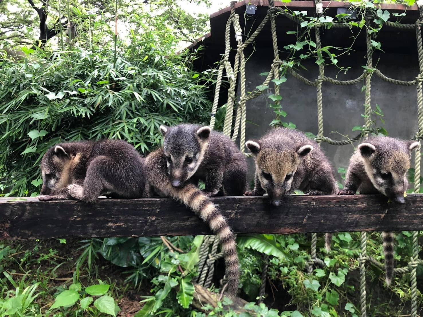 認養金照護動物攏細假？壽山動物園拿捐款做門面挨轟