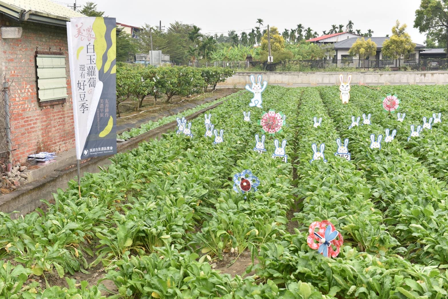 季節限定！美濃白玉蘿蔔限量開採