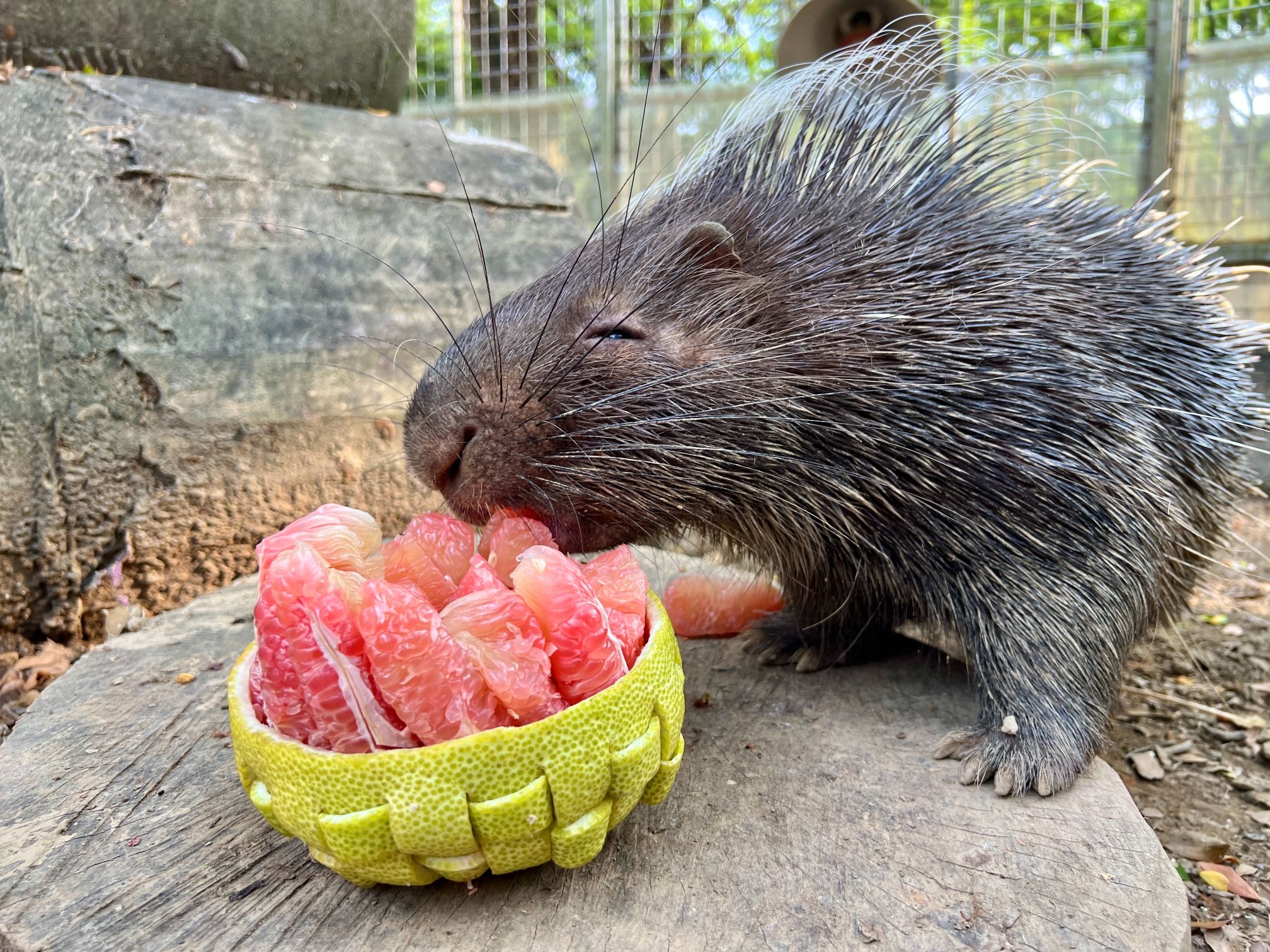 嫦娥吳剛造型柚 陪壽山動物園過中秋