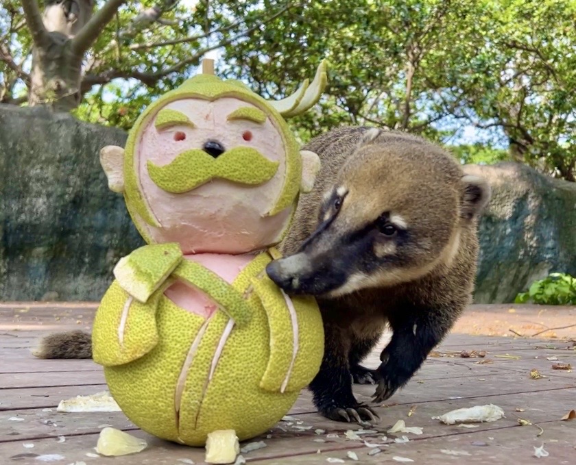 嫦娥吳剛造型柚 陪壽山動物園過中秋