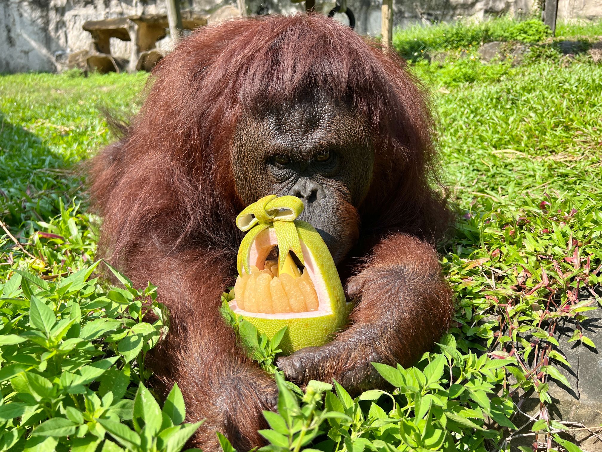 嫦娥吳剛造型柚 陪壽山動物園過中秋