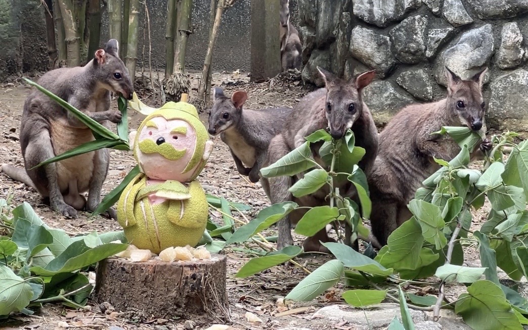 嫦娥吳剛造型柚 陪壽山動物園過中秋