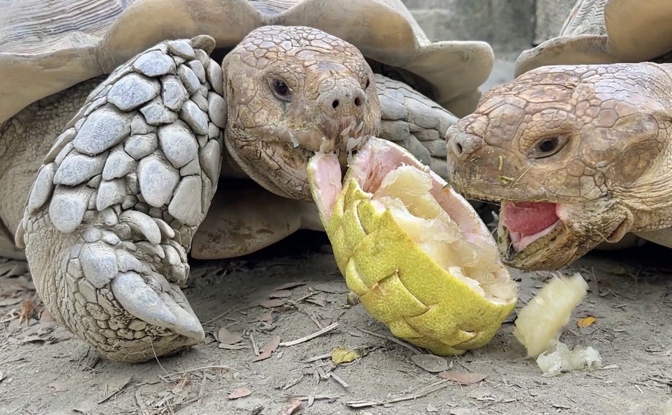 嫦娥吳剛造型柚 陪壽山動物園過中秋