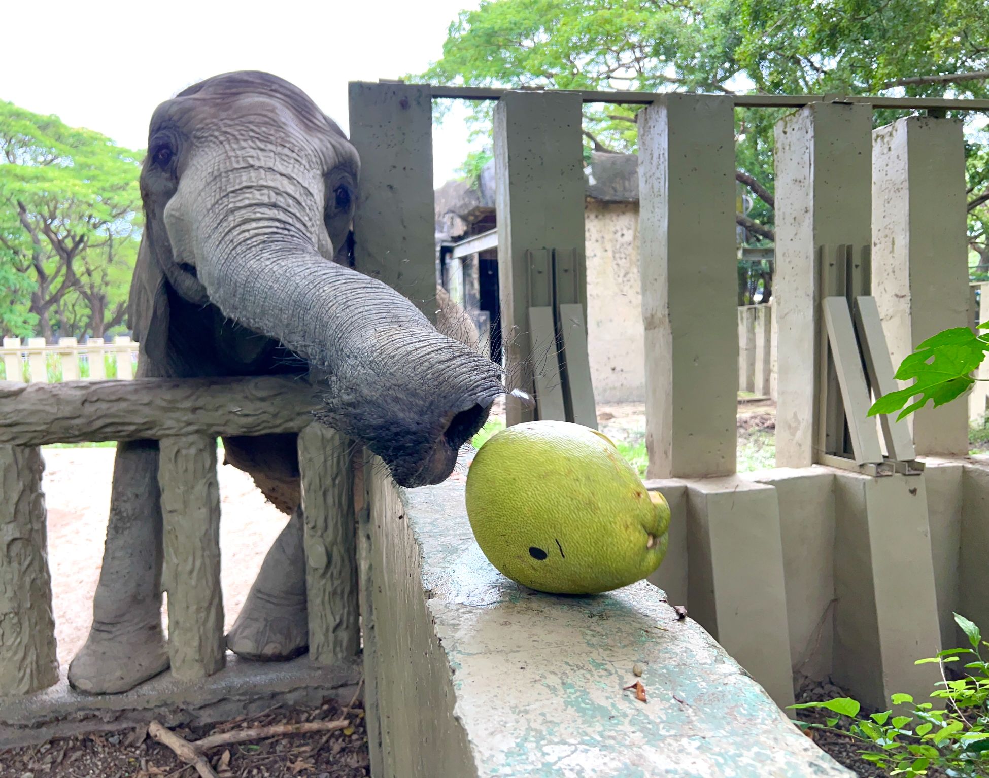 嫦娥吳剛造型柚 陪壽山動物園過中秋