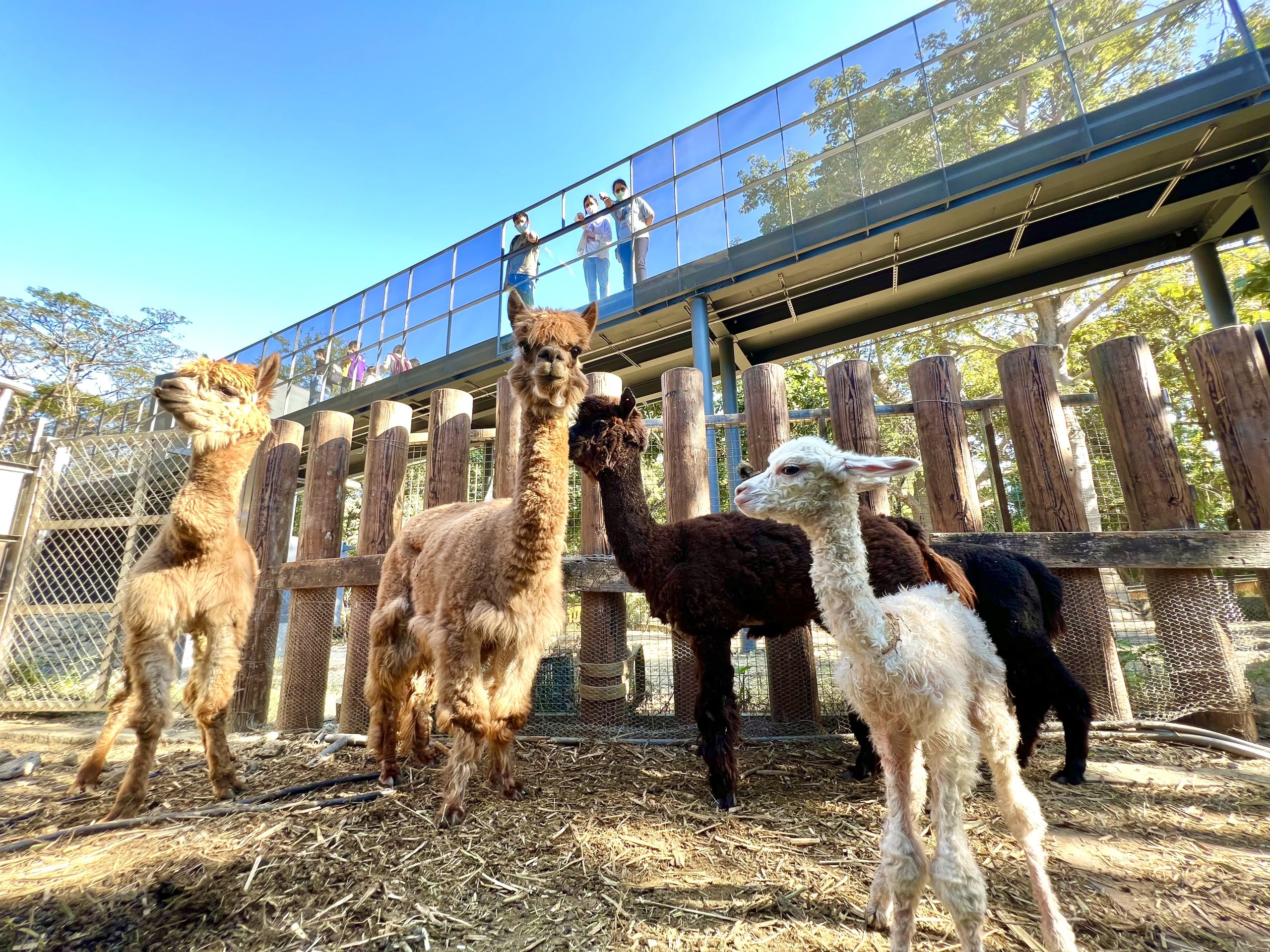 捷報！壽山動物園榮獲「台灣建築獎」首獎