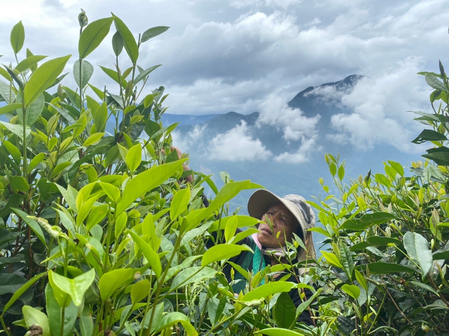 高雄山茶參展南港茶博會，喝出高雄的生態多樣性。（農業局提供）