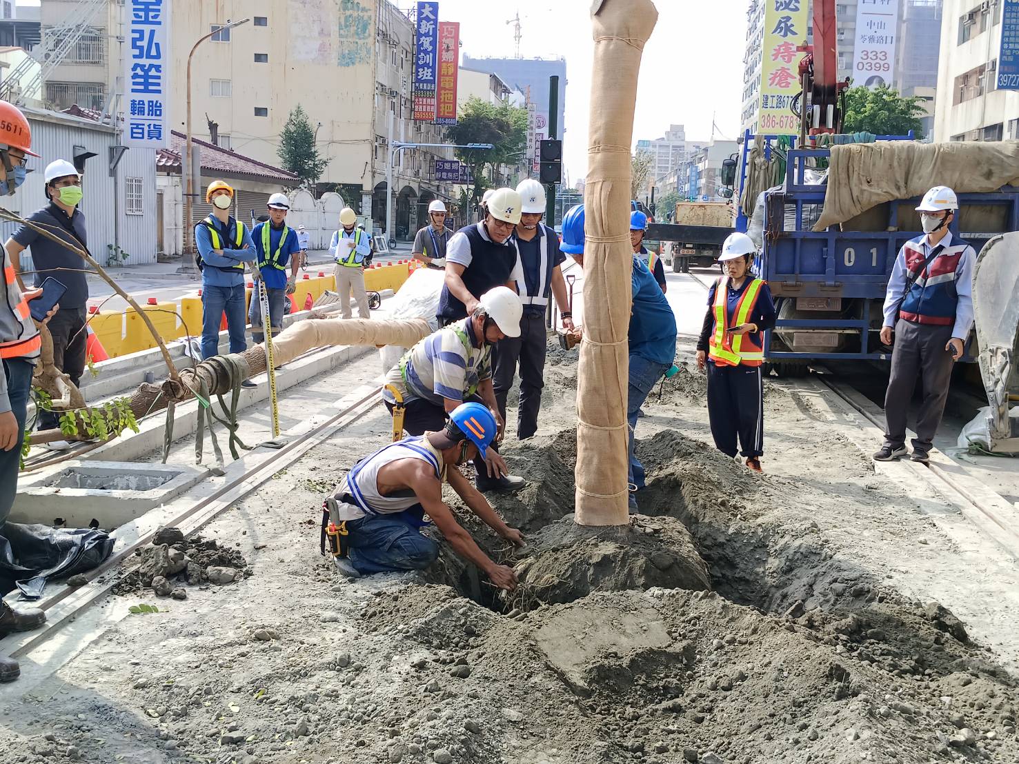 高雄輕軌沿線補植雨豆樹增加綠蔭。（捷運局提供）