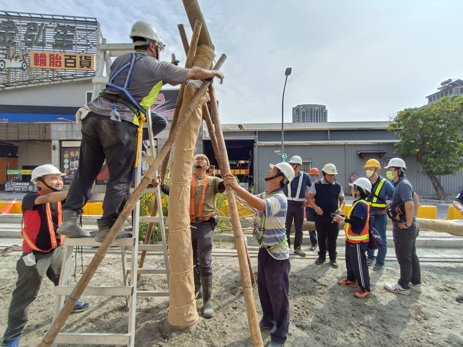 高雄輕軌沿線補植雨豆樹增加綠蔭。（捷運局提供）