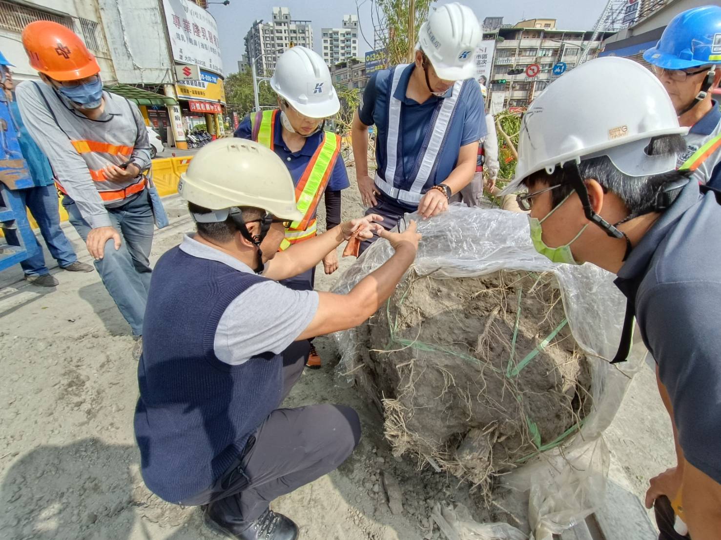 高雄輕軌沿線補植雨豆樹增加綠蔭。（捷運局提供）