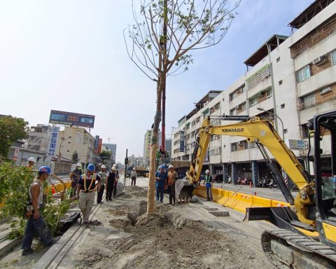 高雄輕軌沿線補植雨豆樹增加綠蔭。（捷運局提供）