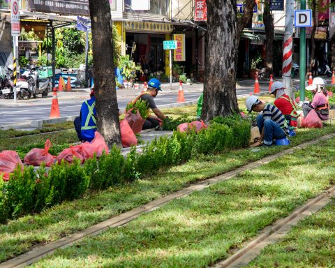 高雄輕軌添綠意，進入雨豆樹路段試車。（捷運局提供）