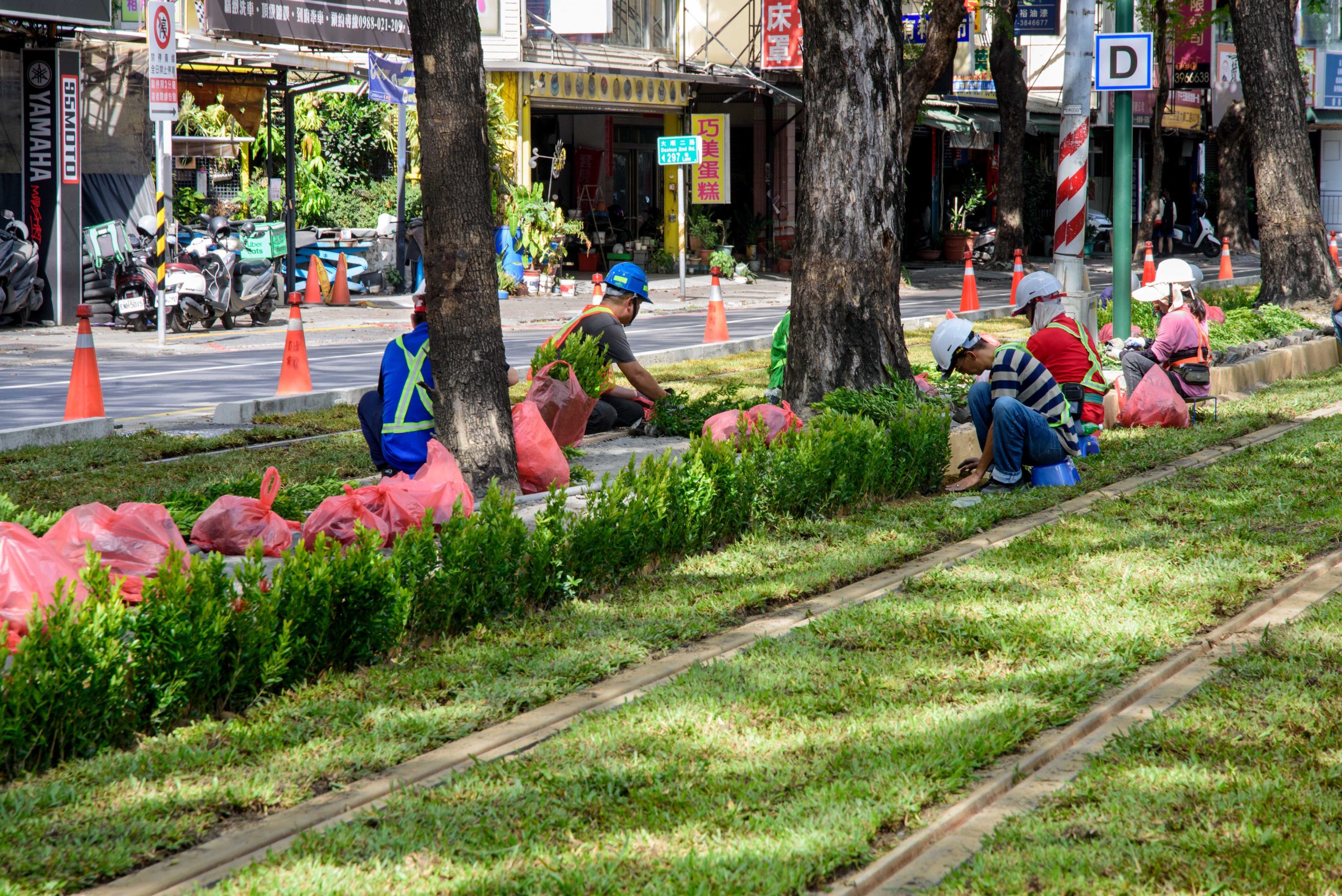 高雄輕軌添綠意，進入雨豆樹路段試車。（捷運局提供）