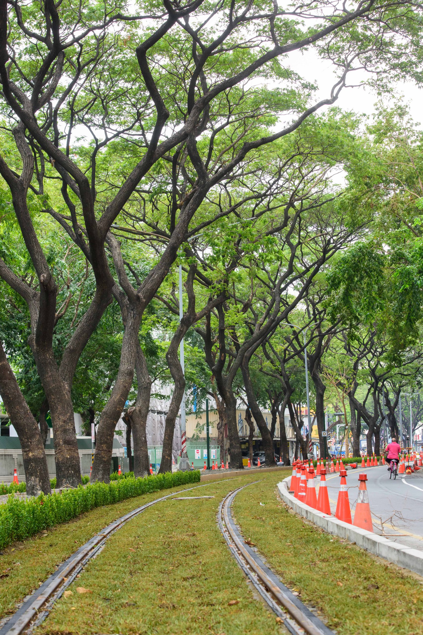 高雄輕軌添綠意，進入雨豆樹路段試車。（捷運局提供）