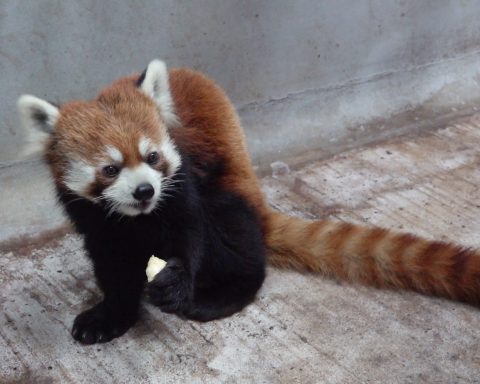 「未來」入住檢疫舍專屬套房。（台北市立動物園提供）