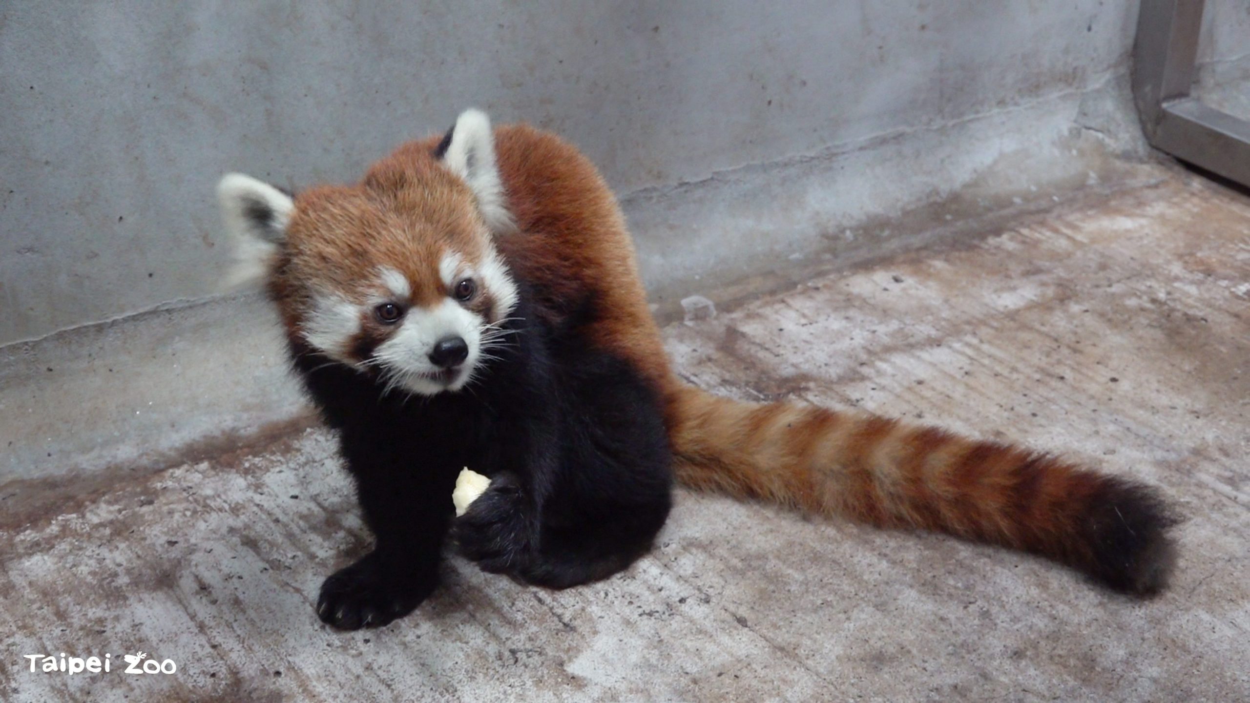 「未來」入住檢疫舍專屬套房。（台北市立動物園提供）