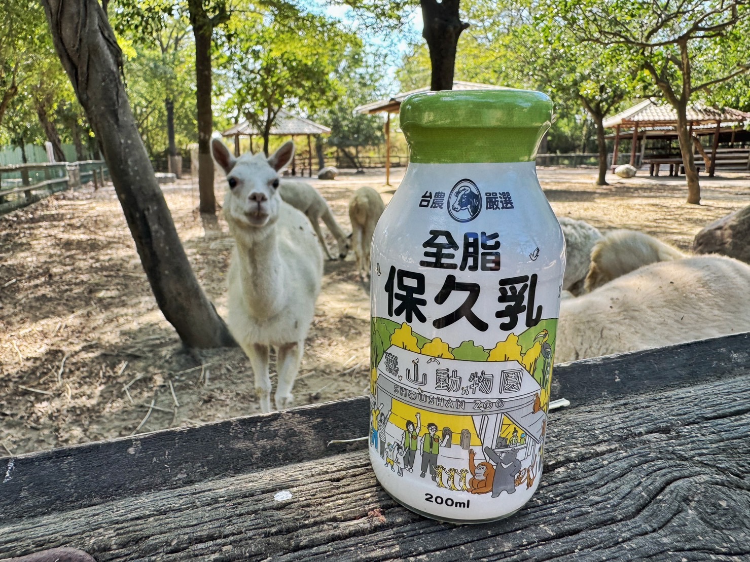 壽山動物園聯名保久乳與頑皮世界的羊駝同框合影（頑皮世界提供）