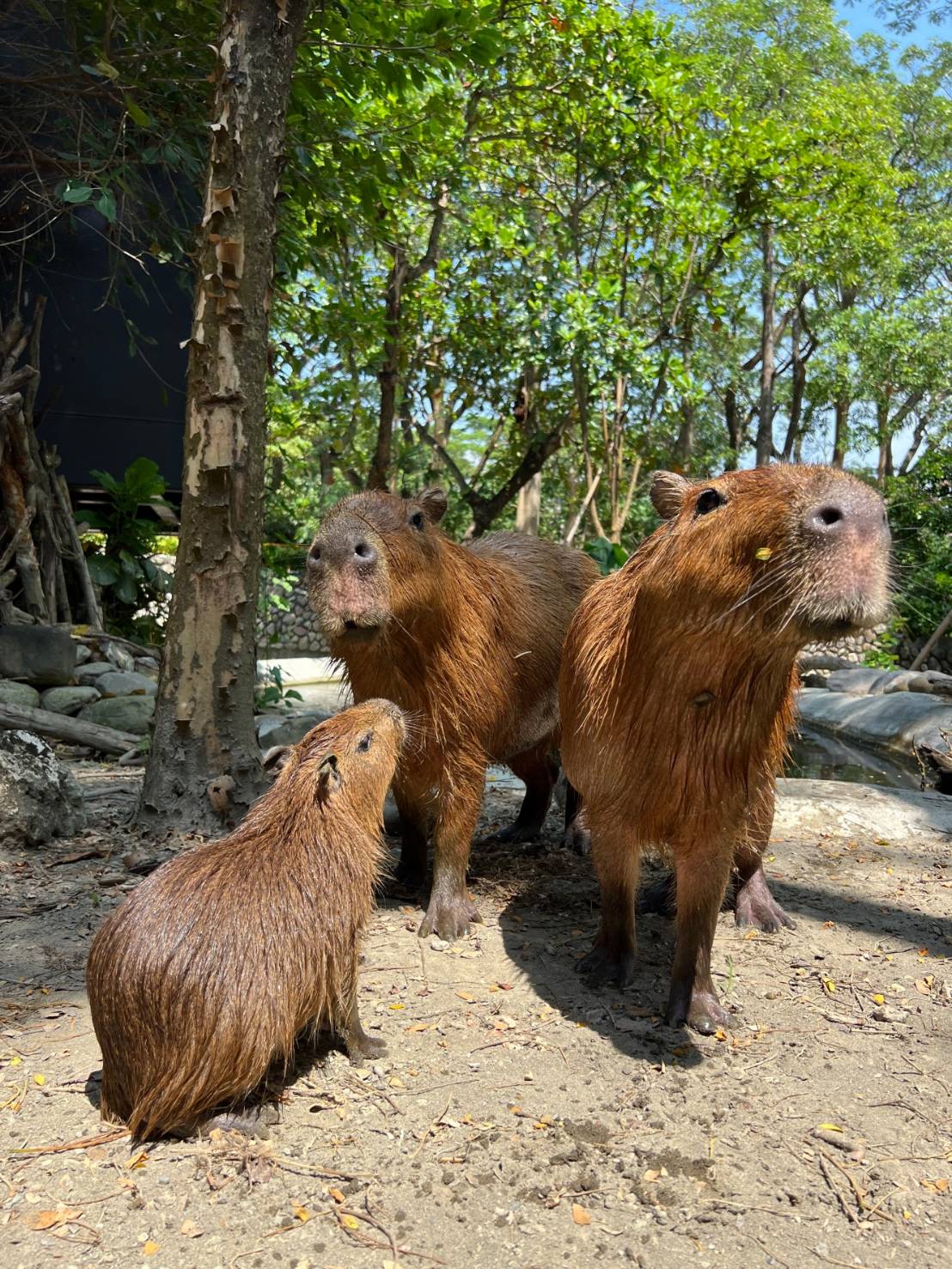 來自頑皮世界的水豚家族，今年在壽山動物園產下小水豚。（觀光局提供）