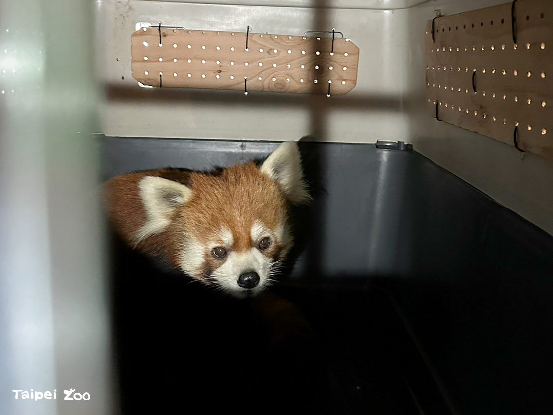 小貓熊「未來」12月28日早上從日本濱松市動物園出發。（台北市立動物園提供）