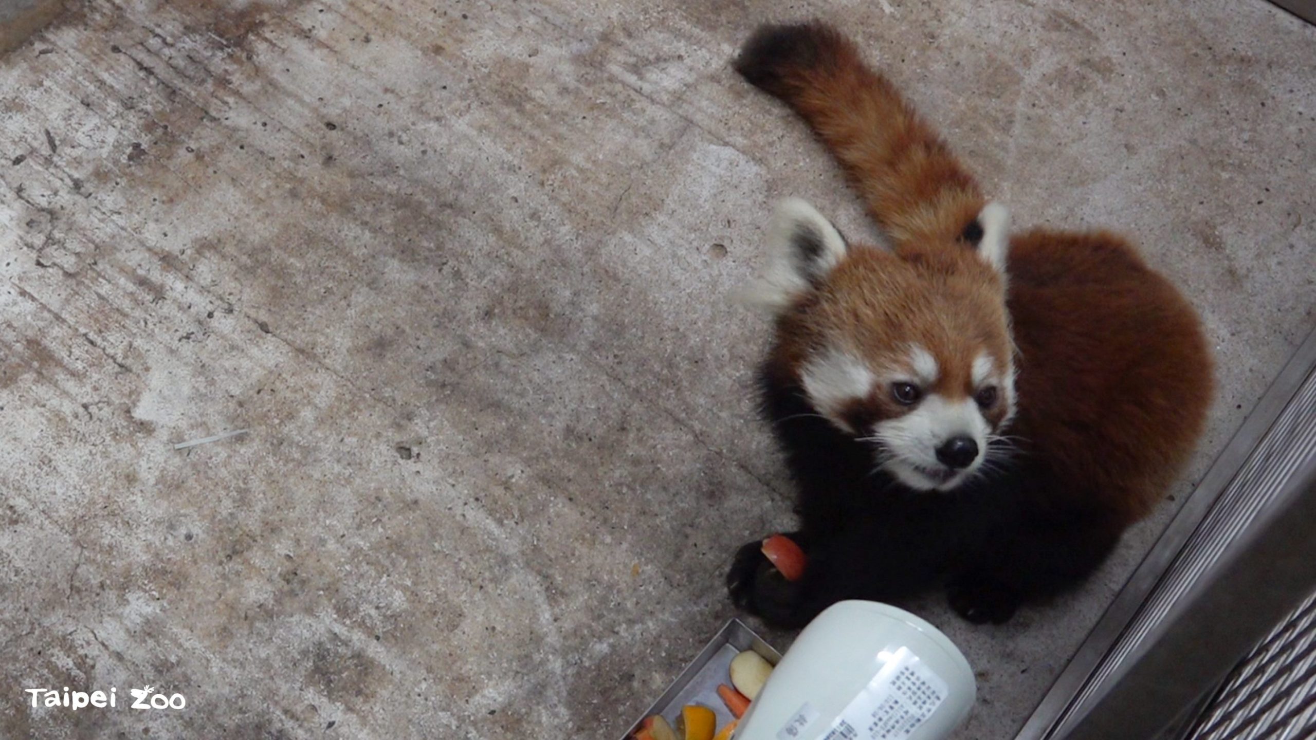 進入新環境，還有點緊張的小貓熊「未來」。（台北市立動物園提供）