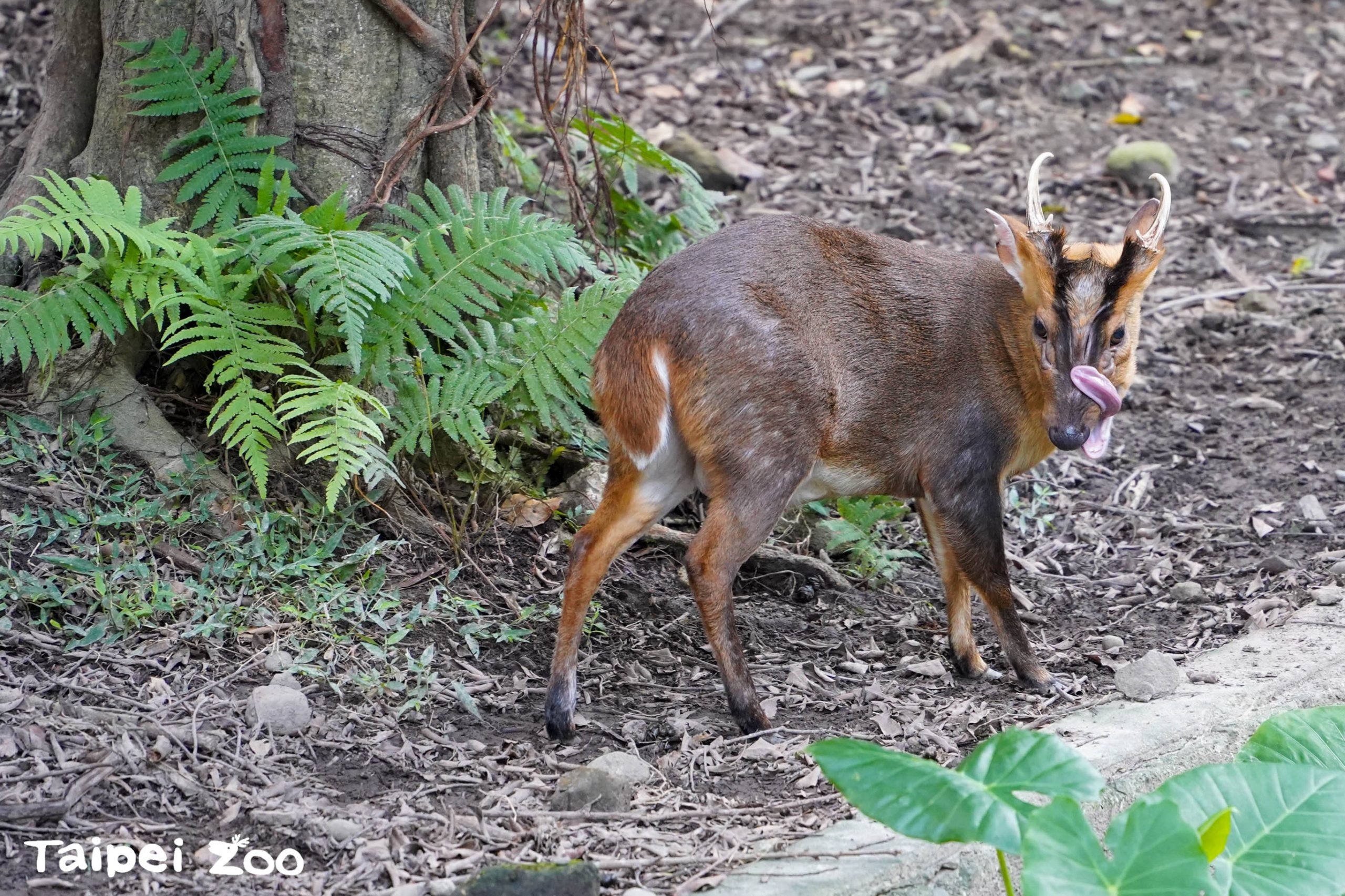 雄性山羌頭上長有約7cm的角，每年會脫落重長。（台北市立動物園提供）