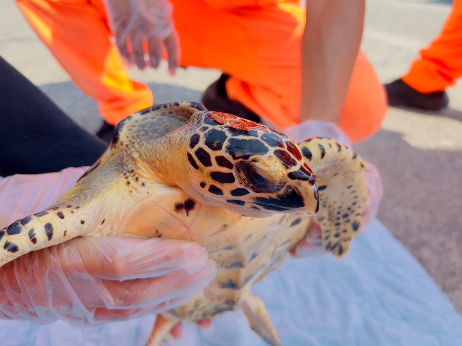 高雄去年搶救2鯨豚、12海龜　海洋局推動保育動物宣導