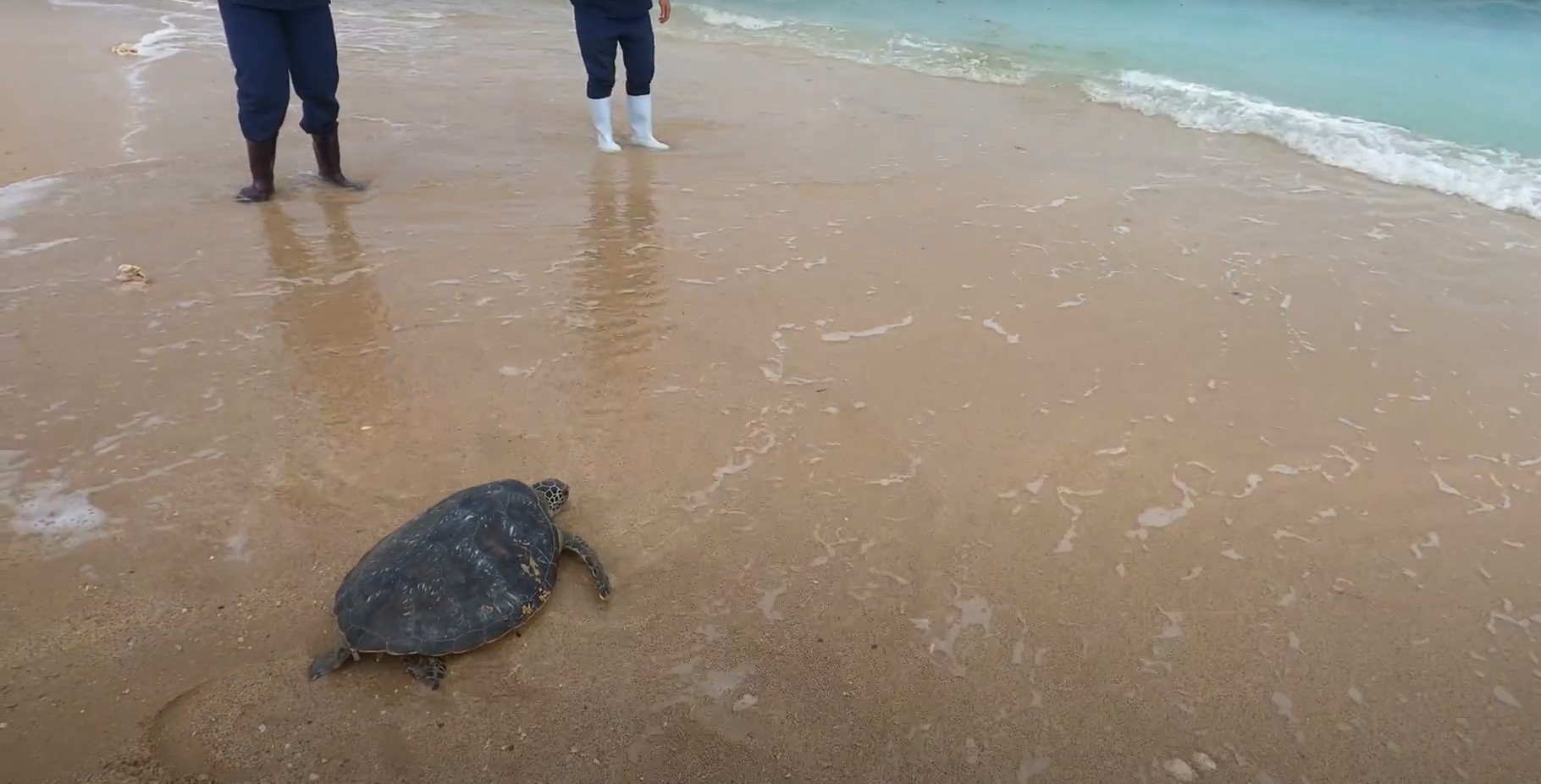 高雄去年搶救2鯨豚、12海龜　海洋局推動保育動物宣導